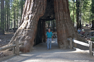 Dwight in Redwood at Yosemite 2011